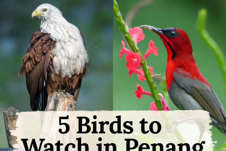 birds in Penang