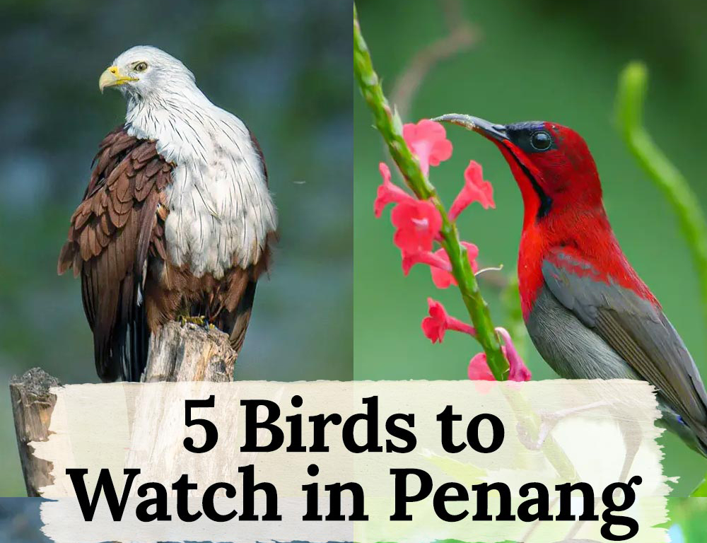 5 Birds to Watch in Penang: a Guide for Bird Lovers and Nature ...