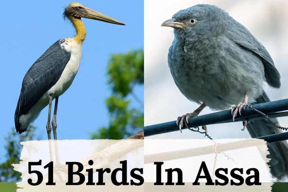 51 birds in Assa