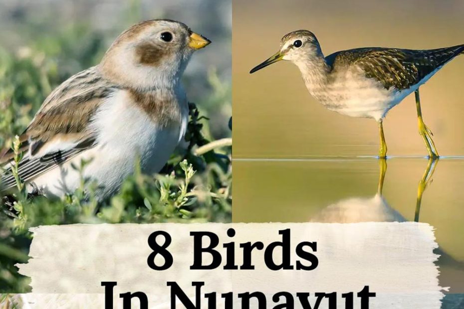 8 birds in Nunavut