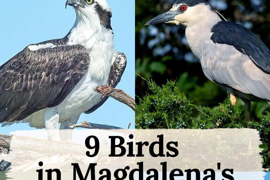 9 Birds That Will Make You Fall in Love with Magdalena's Natural Beauty