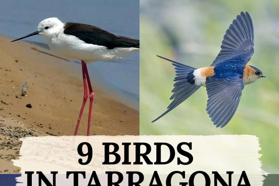 9 birds in Tarragona