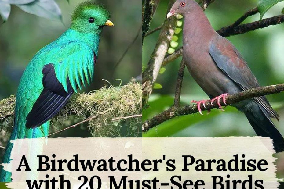 A Birdwatcher's Paradise with 20 Must-See Birds