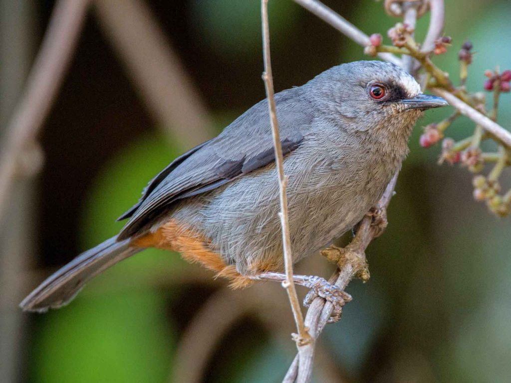 22 Birds to Watch in Addis Ababa - The Worlds Rarest Birds