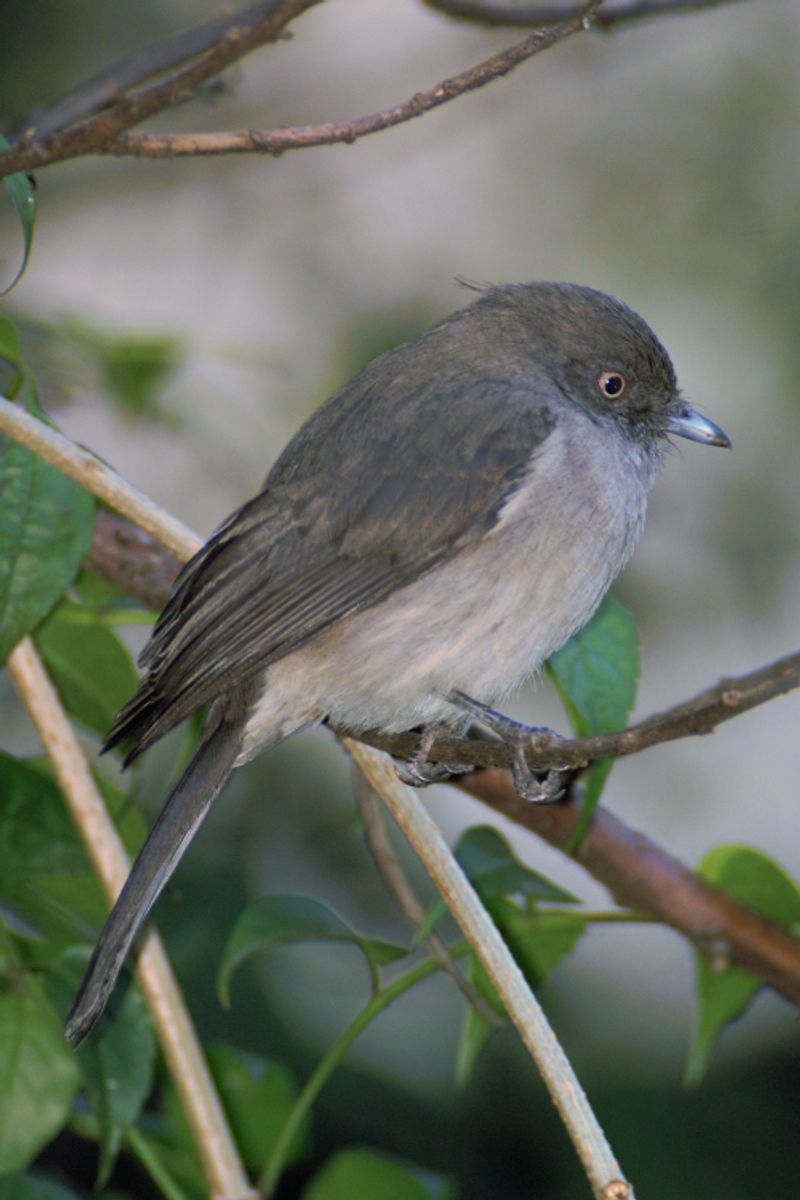 Abyssinian_slaty_flycatcher__21