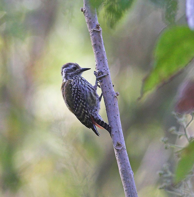 Abyssinian_woodpecker__12