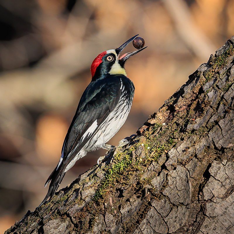 Acorn_woodpecker__21