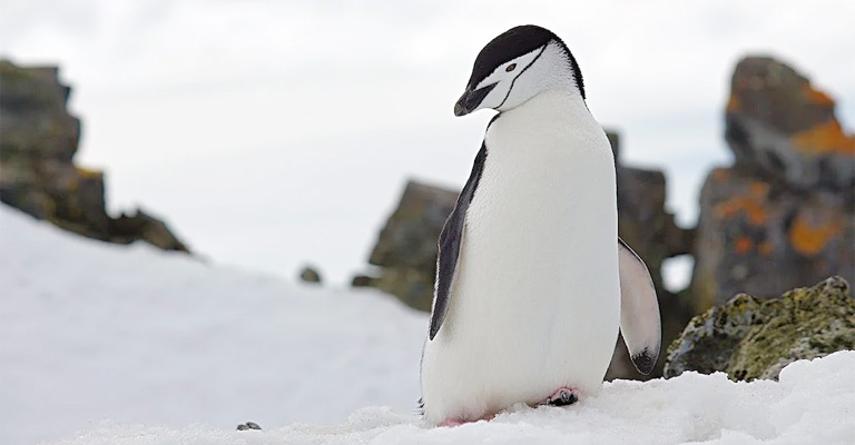 Adélie Penguin