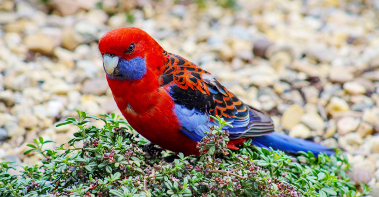 Advantages of Colorful Plumage in Birds