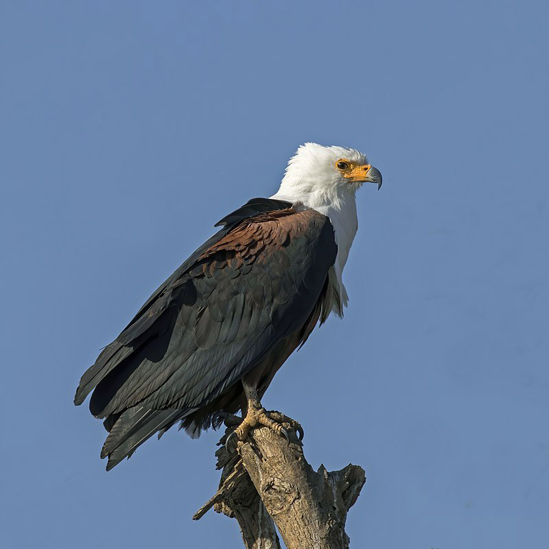 African Fish Eagle