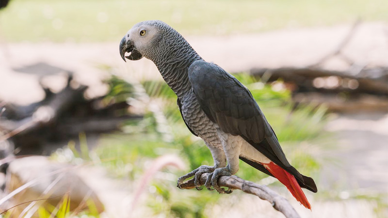 African Gray Parrots