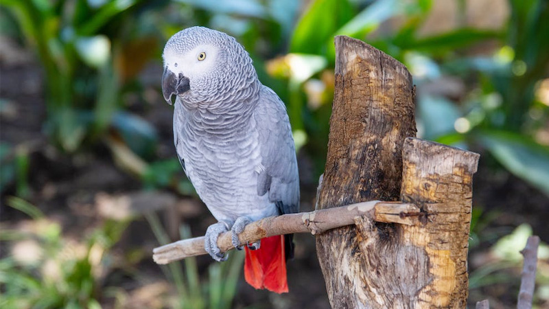 African Grey Parrot