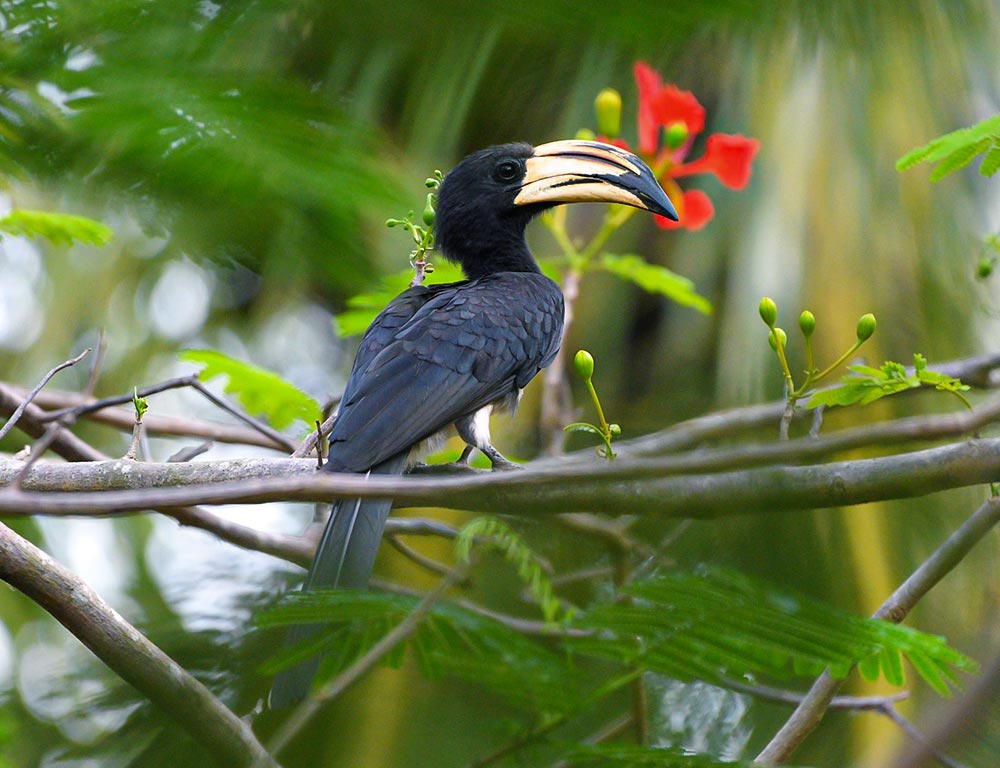 African Pied Hornbill
