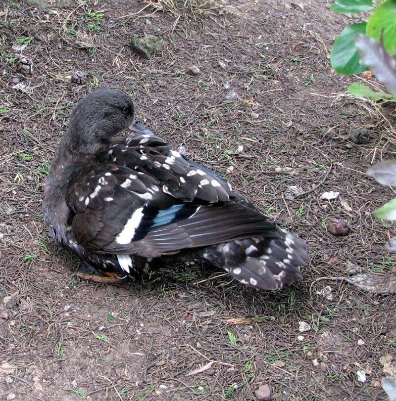 African_black_duck__11