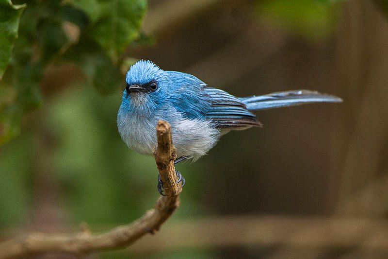 African_blue_flycatcher__5