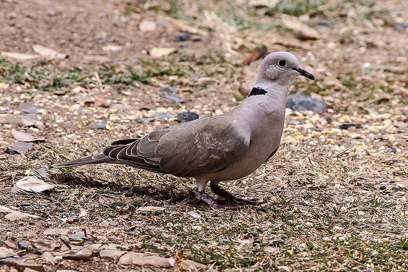 African_collared_dove__14