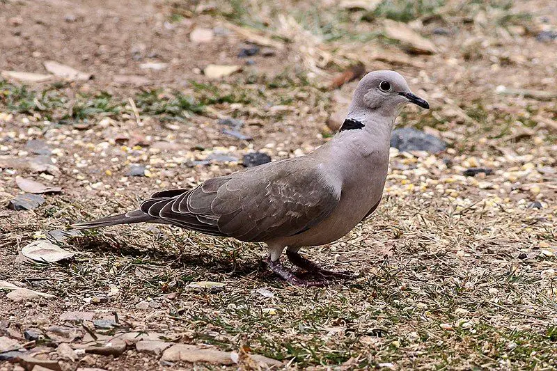 African_collared_dove__24