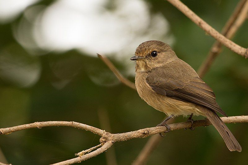 African_dusky_flycatcher__11