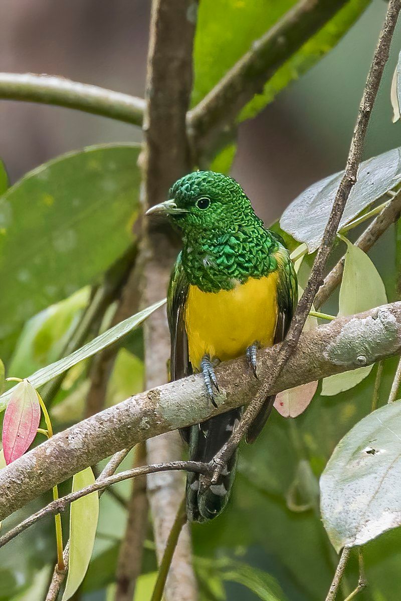 African_emerald_cuckoo__10