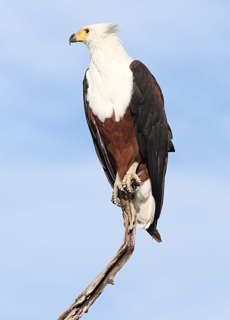 African_fish_eagle__6