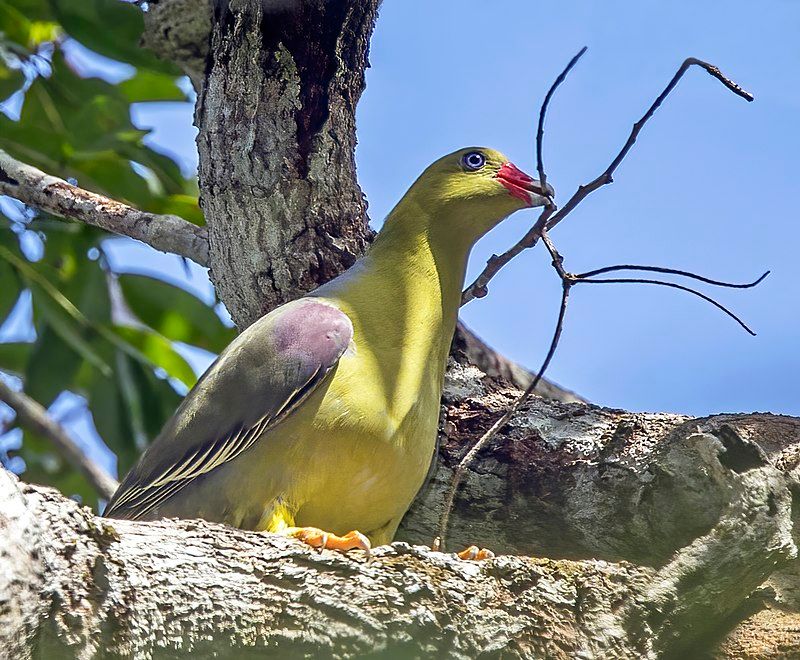 African_green_pigeon__1