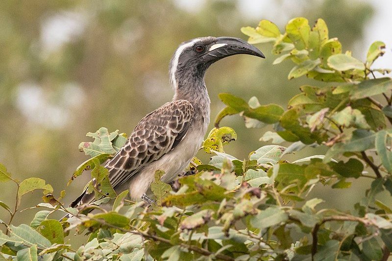 African_grey_hornbill__4