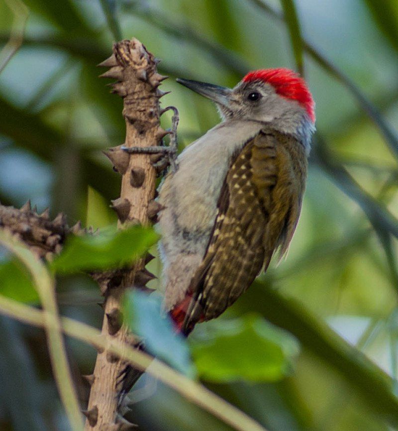 African_grey_woodpecker__40