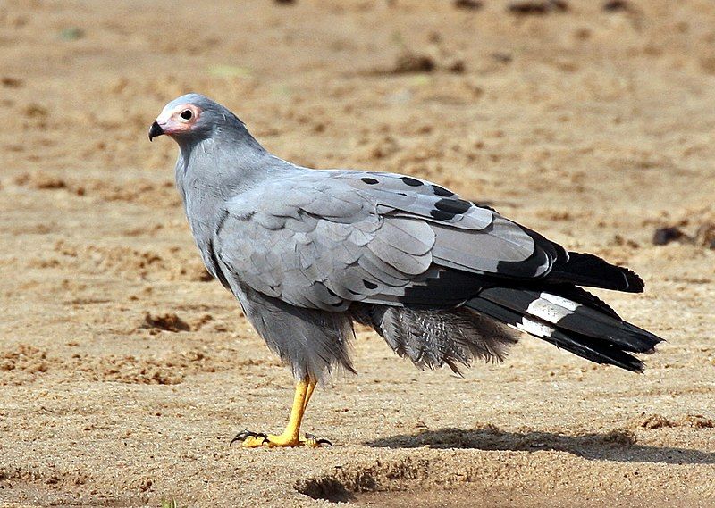 African_harrier-hawk__17