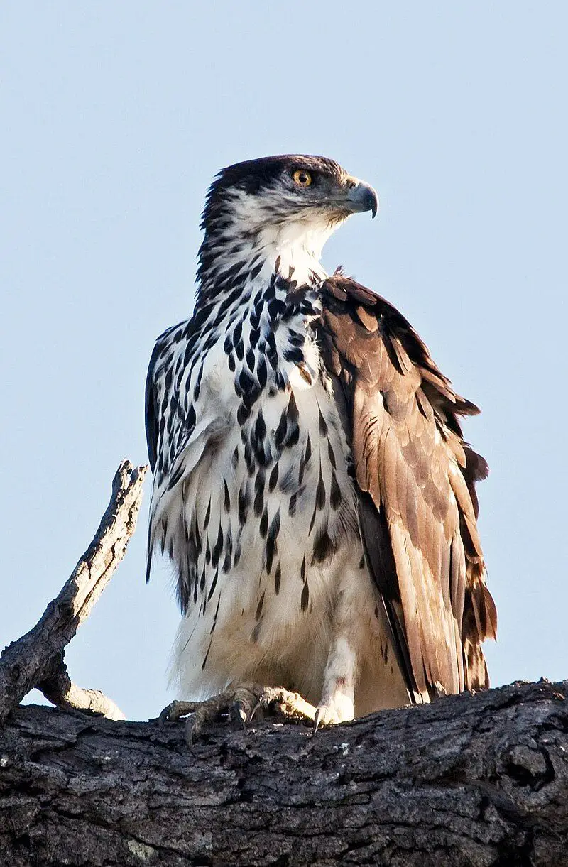 African_hawk-eagle__24