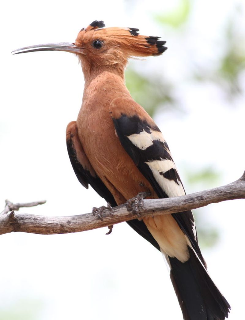 African_hoopoe__44