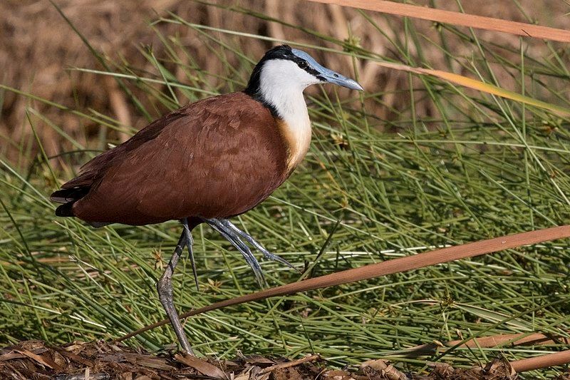 African_jacana__10