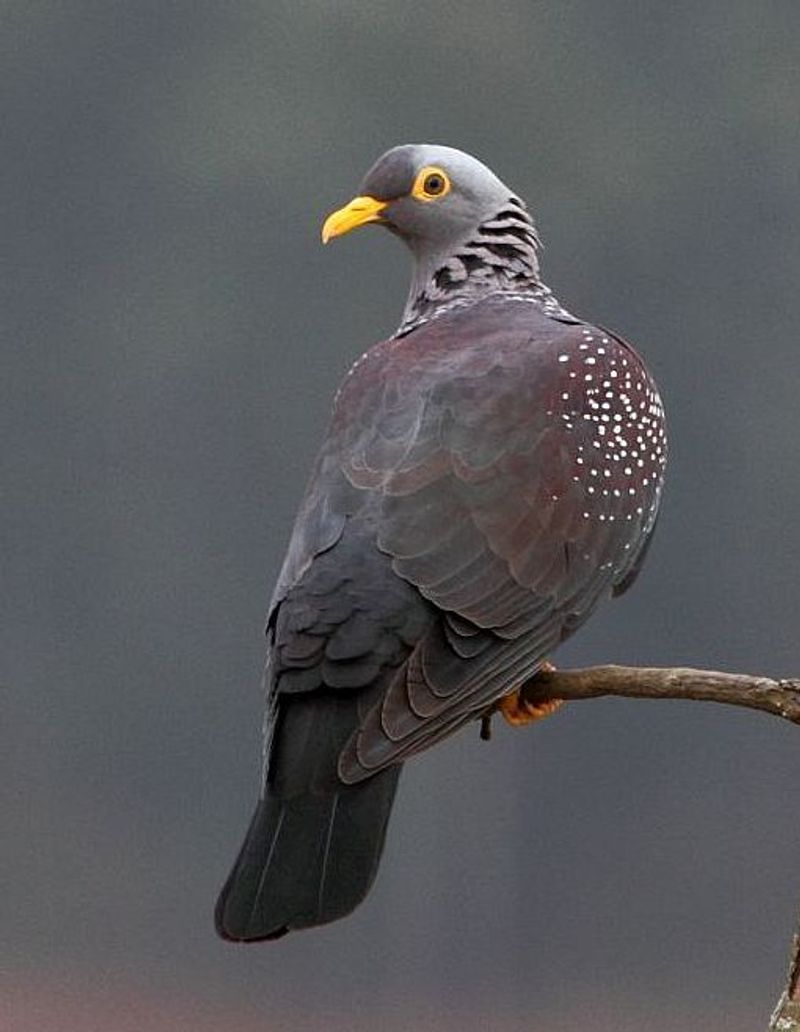 African_olive_pigeon__9