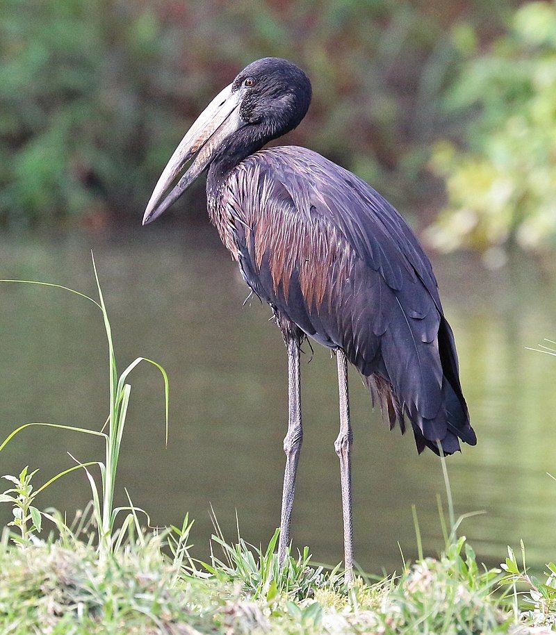 African_openbill__3