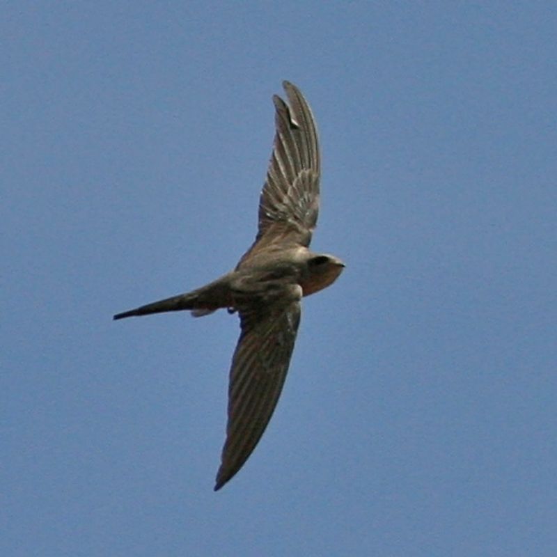 African_palm_swift__5