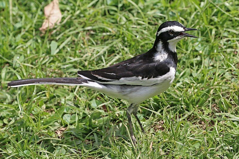 African_pied_wagtail__12