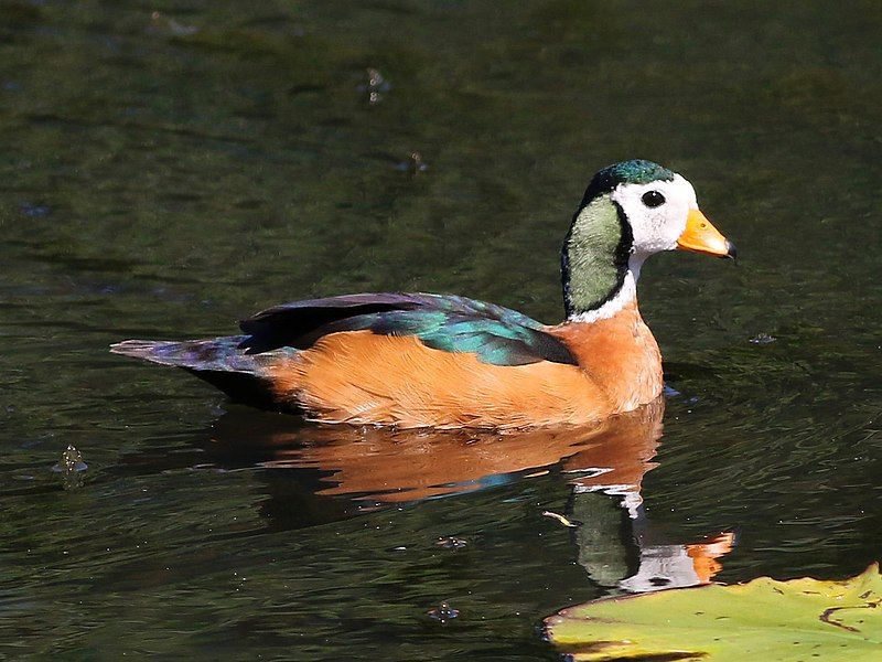 African_pygmy_goose__10