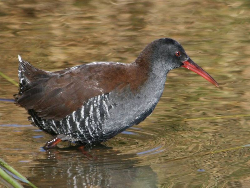 African_rail__16