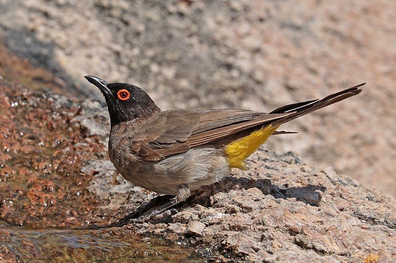 African_red-eyed_bulbul__1