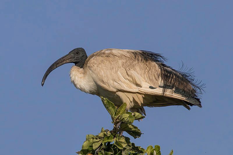 African_sacred_ibis__5