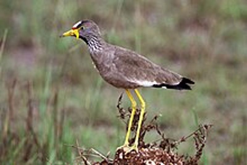 African_wattled_lapwing__15