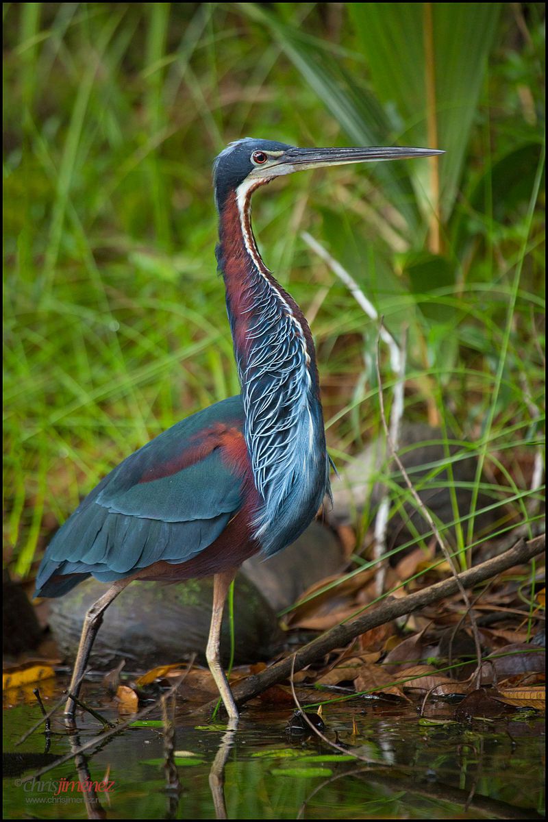 Agami_heron__6