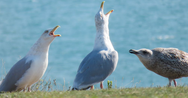 Albatrosses