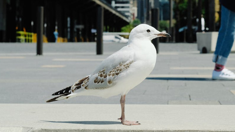 Albatrosses