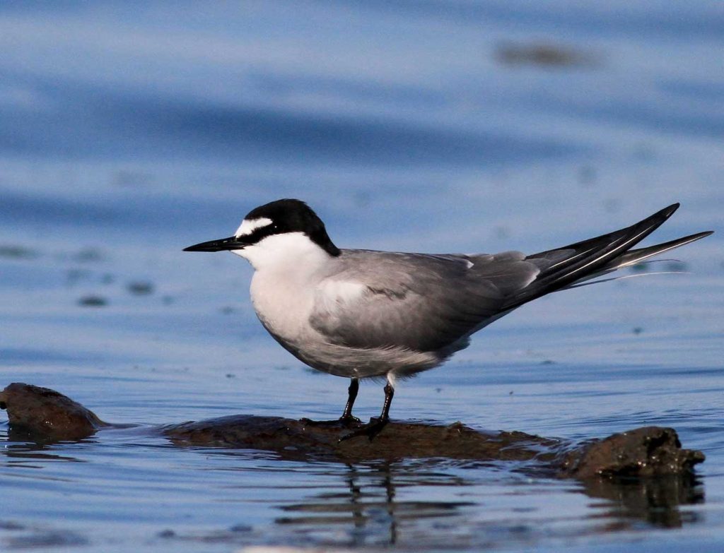 Aleutian Tern