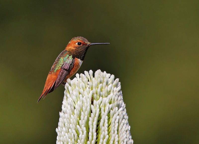 Allen's_hummingbird__9