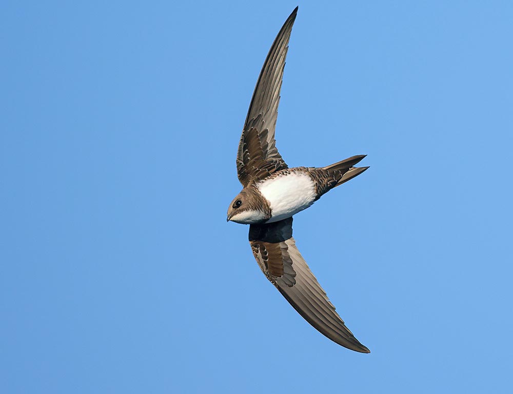 Alpine Swift