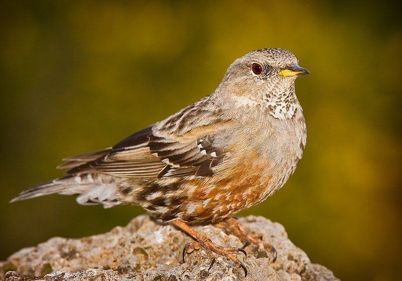 Alpine_accentor__2