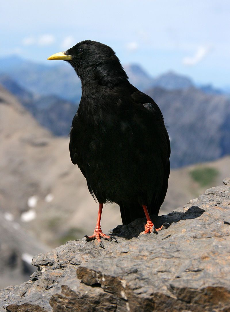 Alpine_chough__8