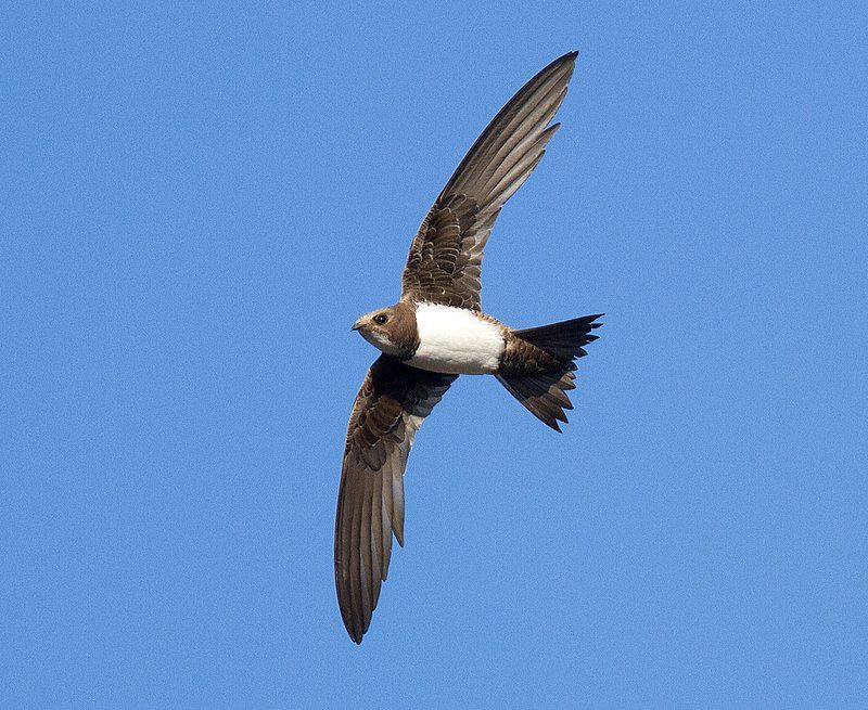 Alpine_swift__14