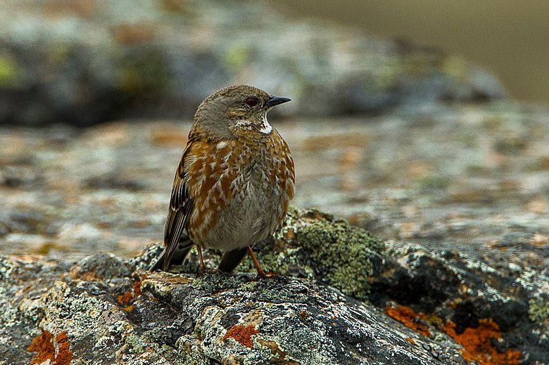 Altai_accentor__28